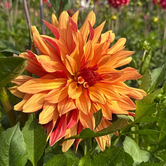 Dahlia French Cancan