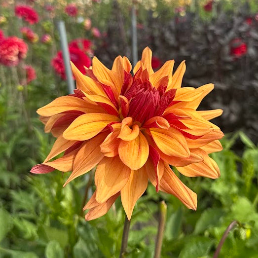 Dahlia French Cancan