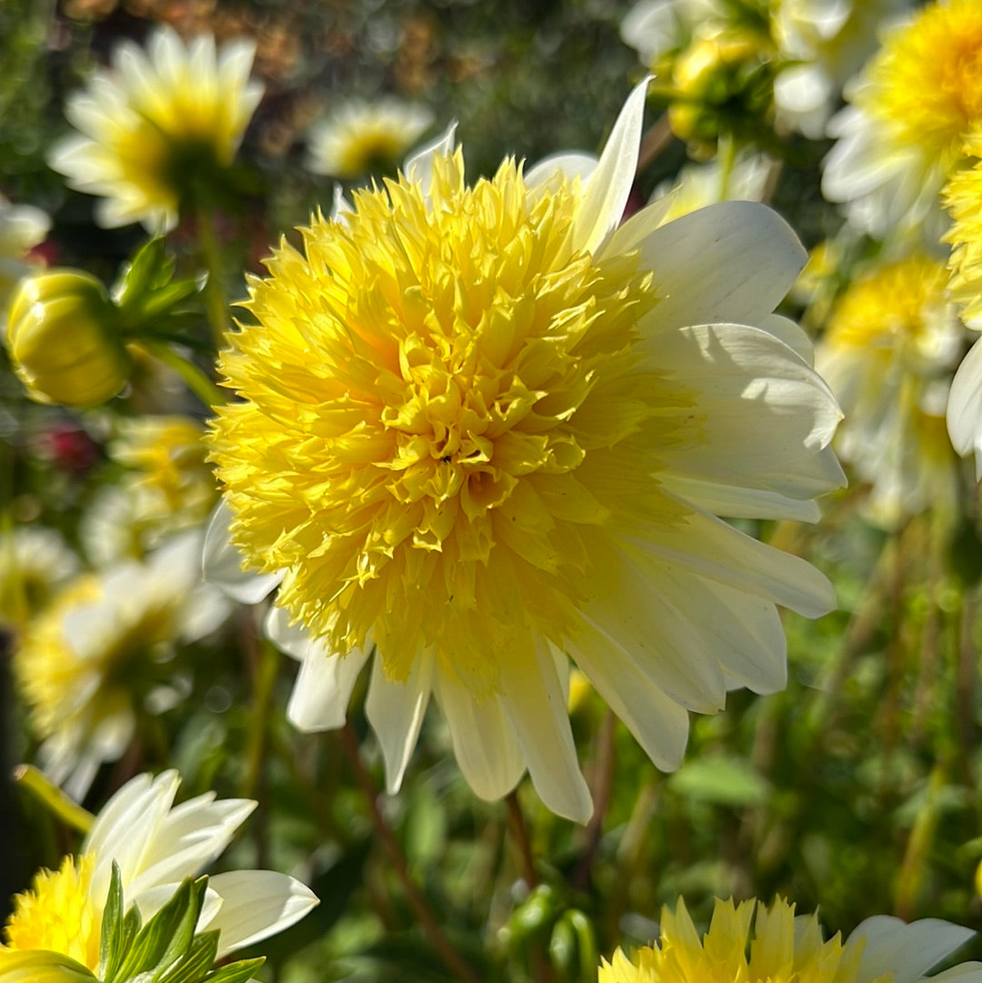 Dahlia Freyas Paso Doble