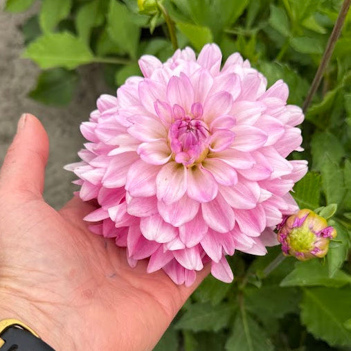 Dahlia Garden Sensation Nyhet!