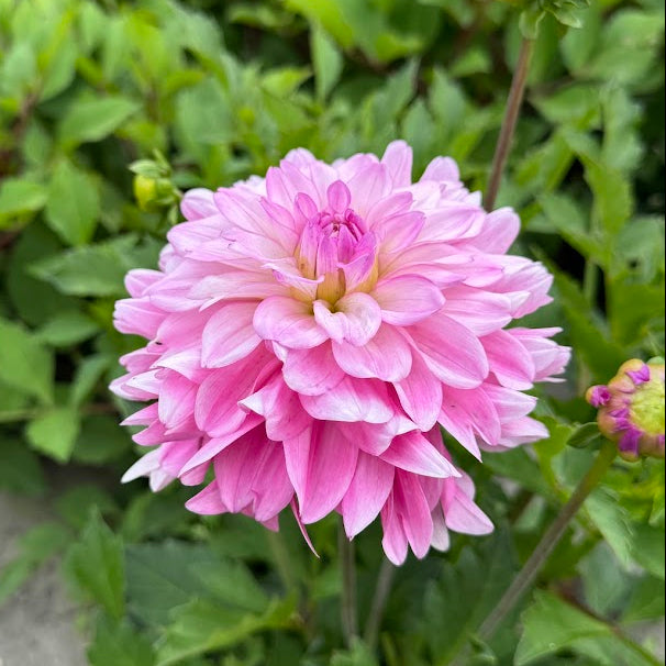 Dahlia Garden Sensation Nyhet!