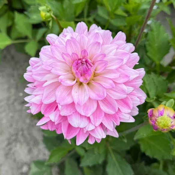 Dahlia Garden Sensation Nyhet!