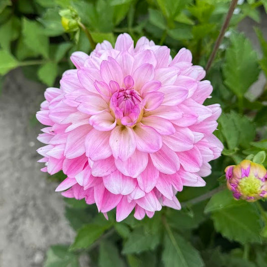 Dahlia Garden Sensation Nyhet!