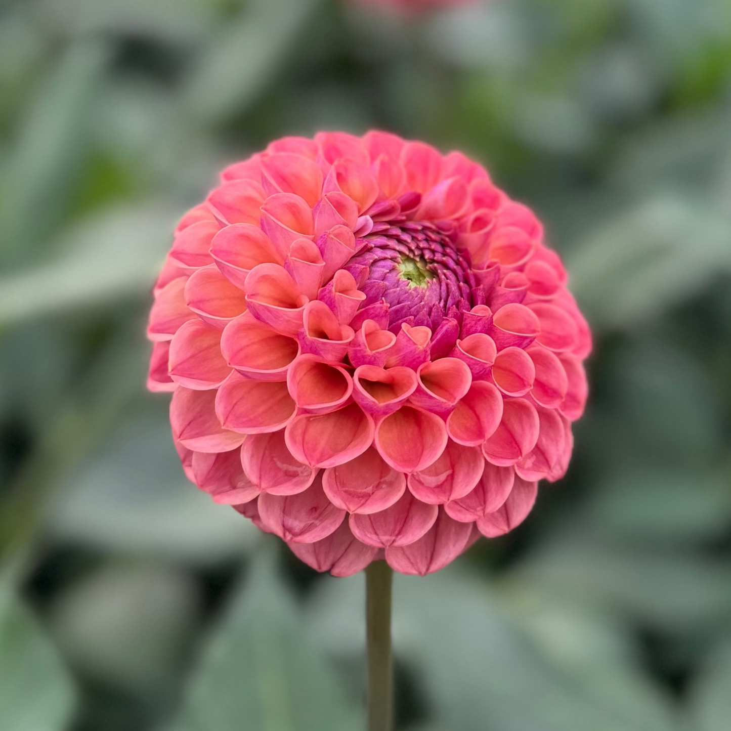 Dahlia Ghislaine (Cornel Antique)