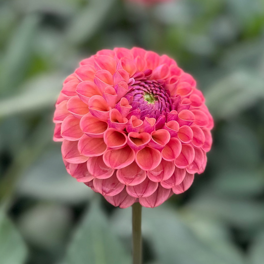 Dahlia Ghislaine (Cornel Antique) Nyhet!