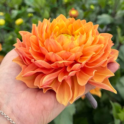 Dahlia Ginger Pearl