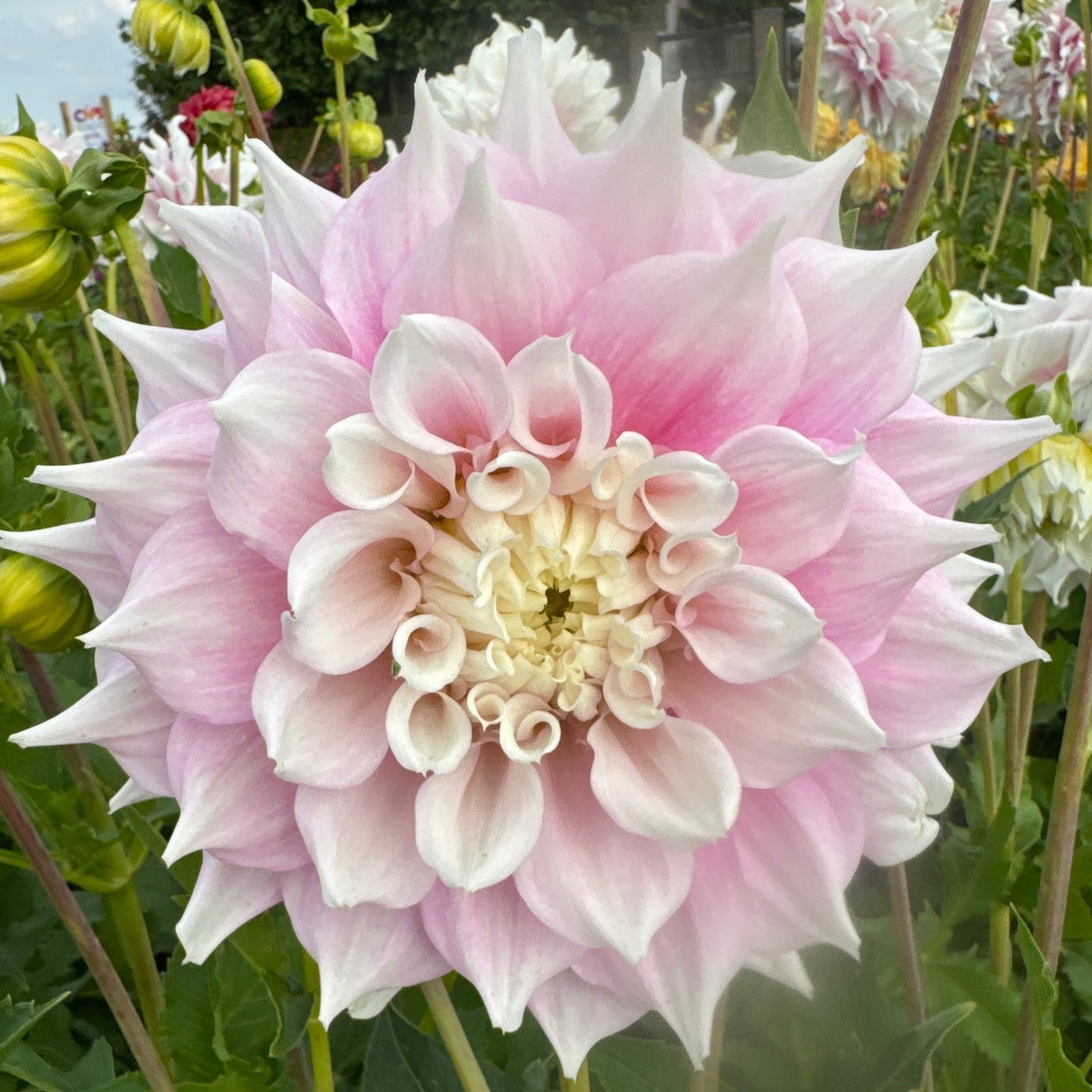 Dahlia Gitt's Perfection