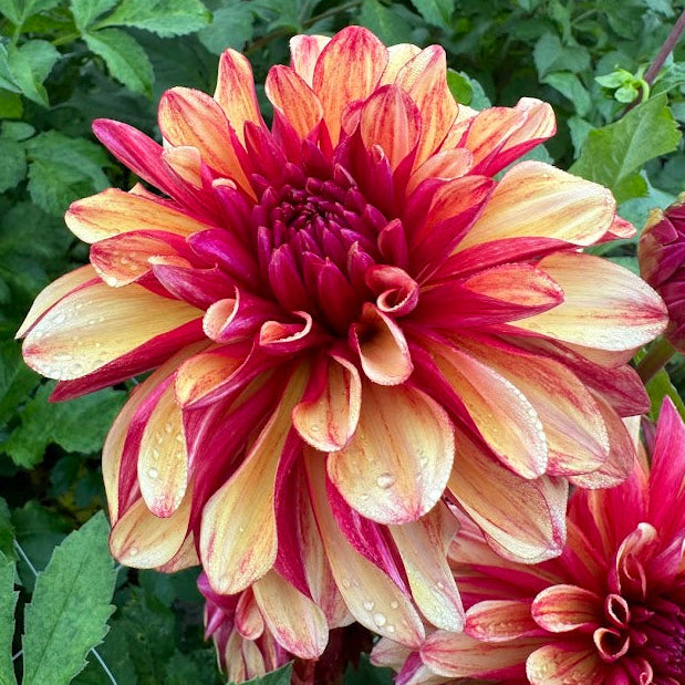 Dahlia Gitts Crazy
