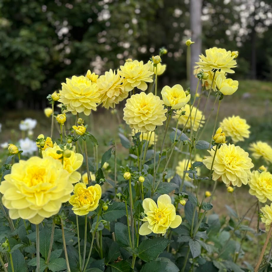 Dahlia Glory of Heemstede