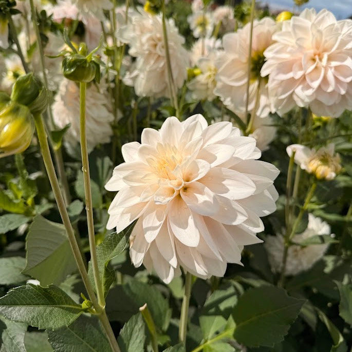 Dahlia Glossy Carlita