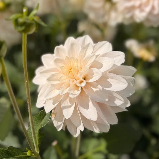 Dahlia Glossy Carlita