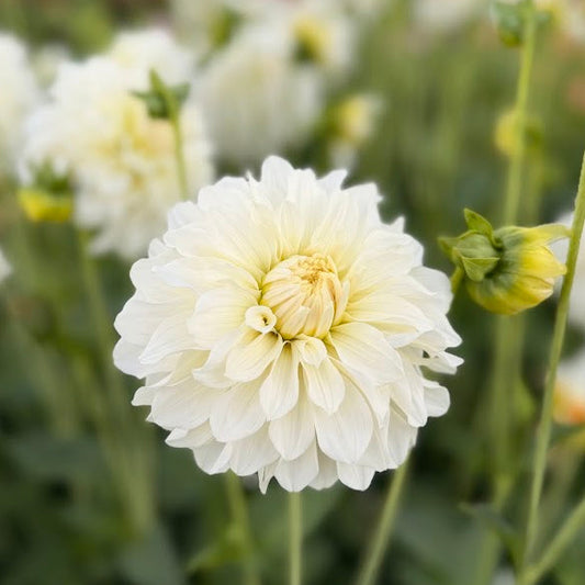 Dahlia Glossy Florentine Nyhet!