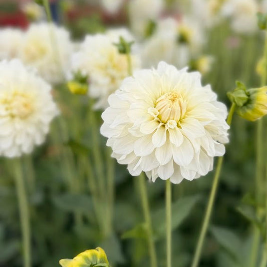Dahlia Glossy Florentine Nyhet!
