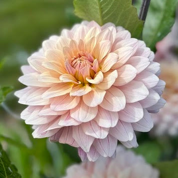 Dahlia Glossy Olivia (Annika)