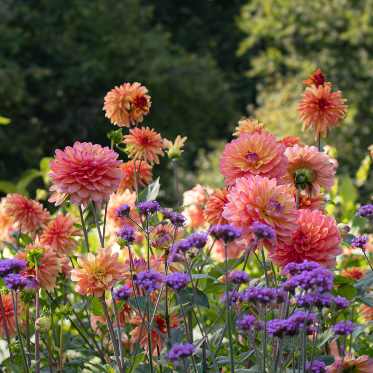 Dahlia Great Silence