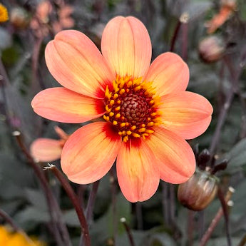 Dahlia HS First love ®