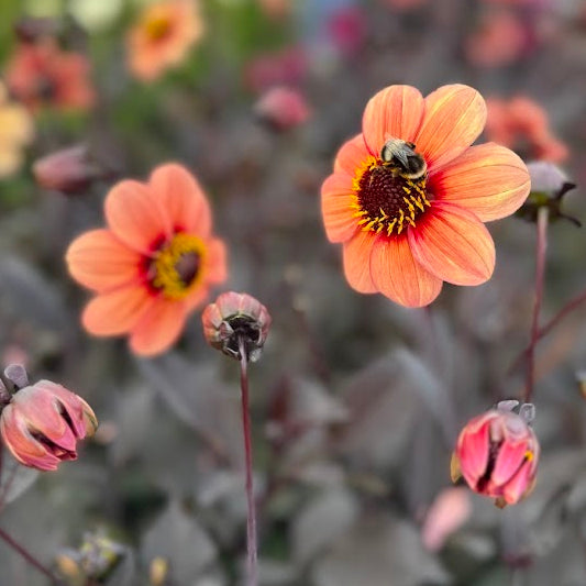 Dahlia HS Kiss ®