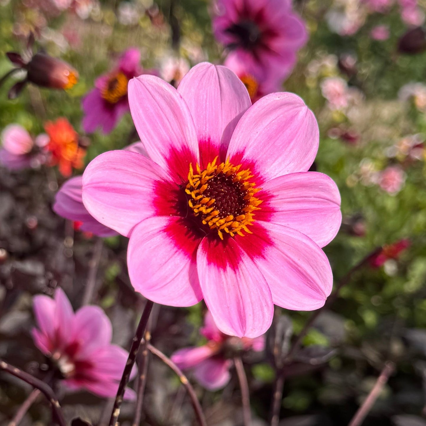 Dahlia HS Wink ®