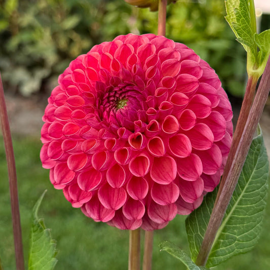 Dahlia Hapet Coppery
