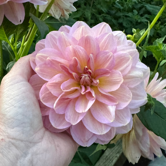 Dahlia Hapet Old Charm