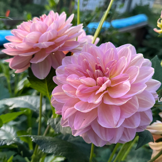 Dahlia Hapet Old Charm