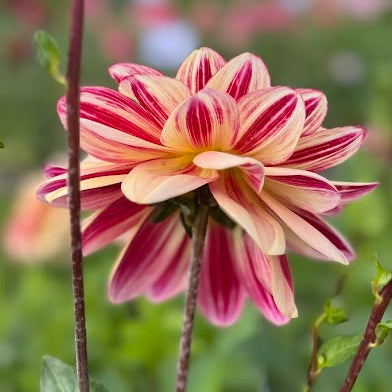 Dahlia Happy Butterfly
