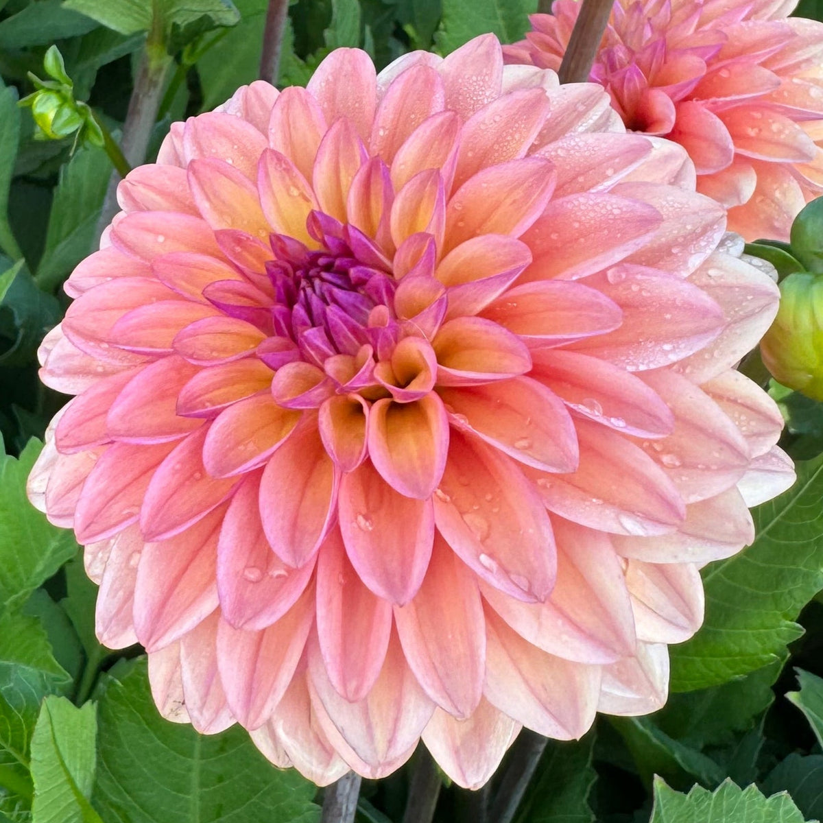 Dahlia Hello You!
