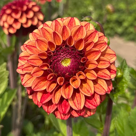 Dahlia High Fidelity