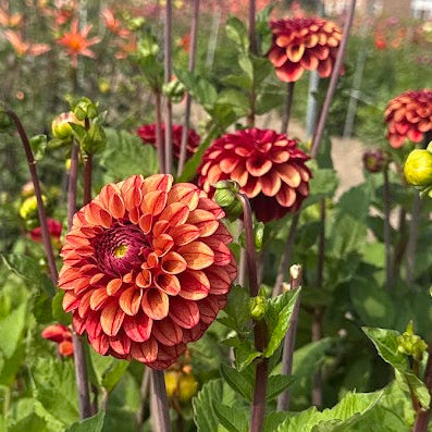 Dahlia High Fidelity
