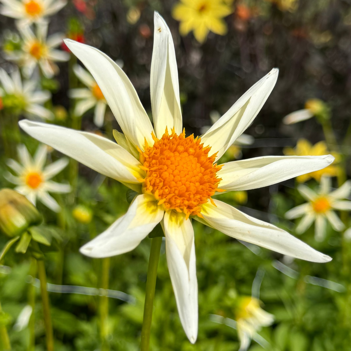 Dahlia Honka White