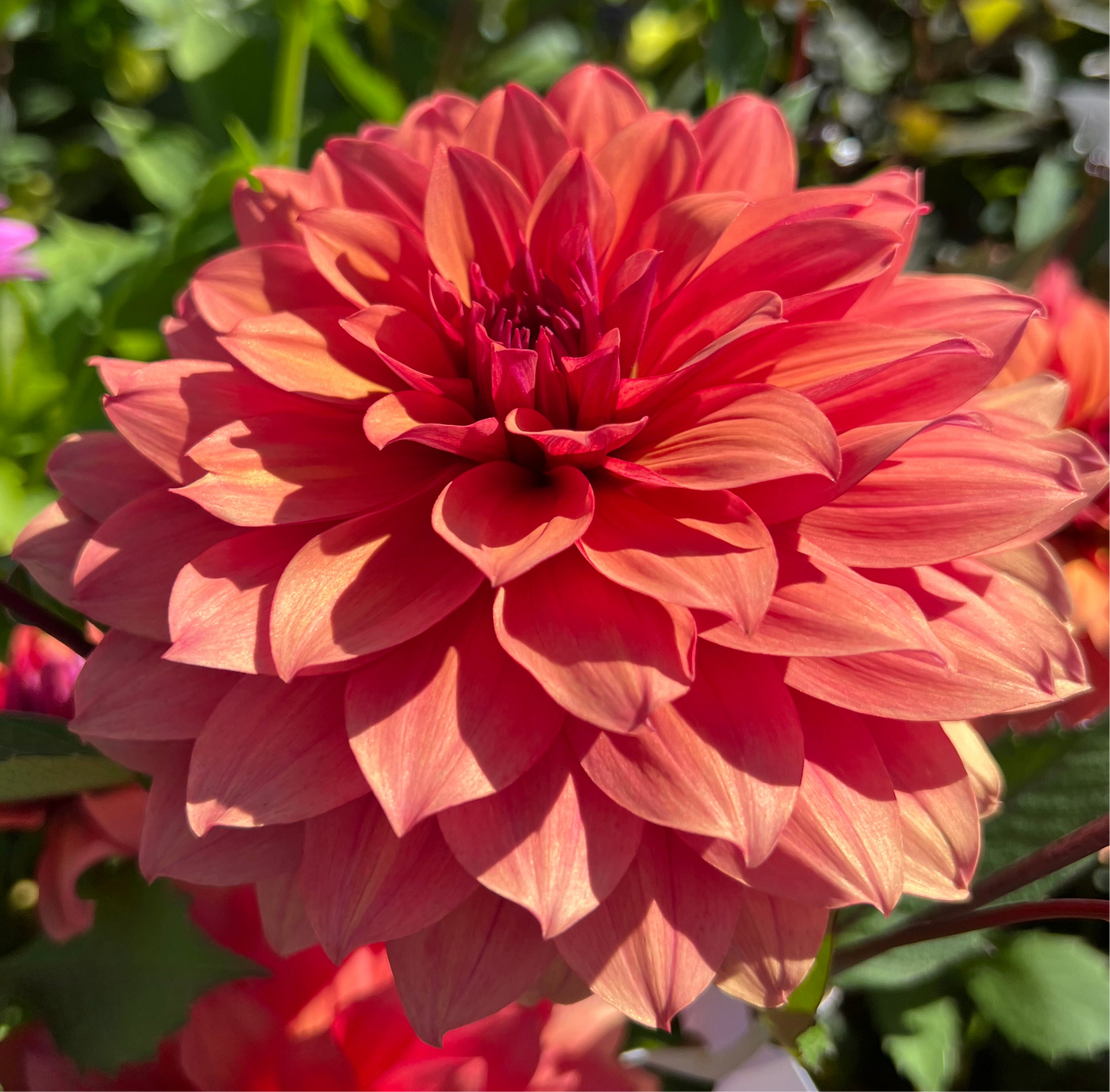Dahlia Hug Me!