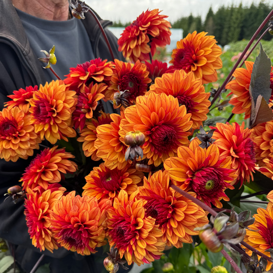 Dahlia Hugos Pride