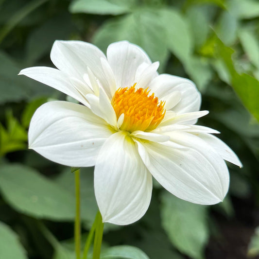 Dahlia Impression Flamenco
