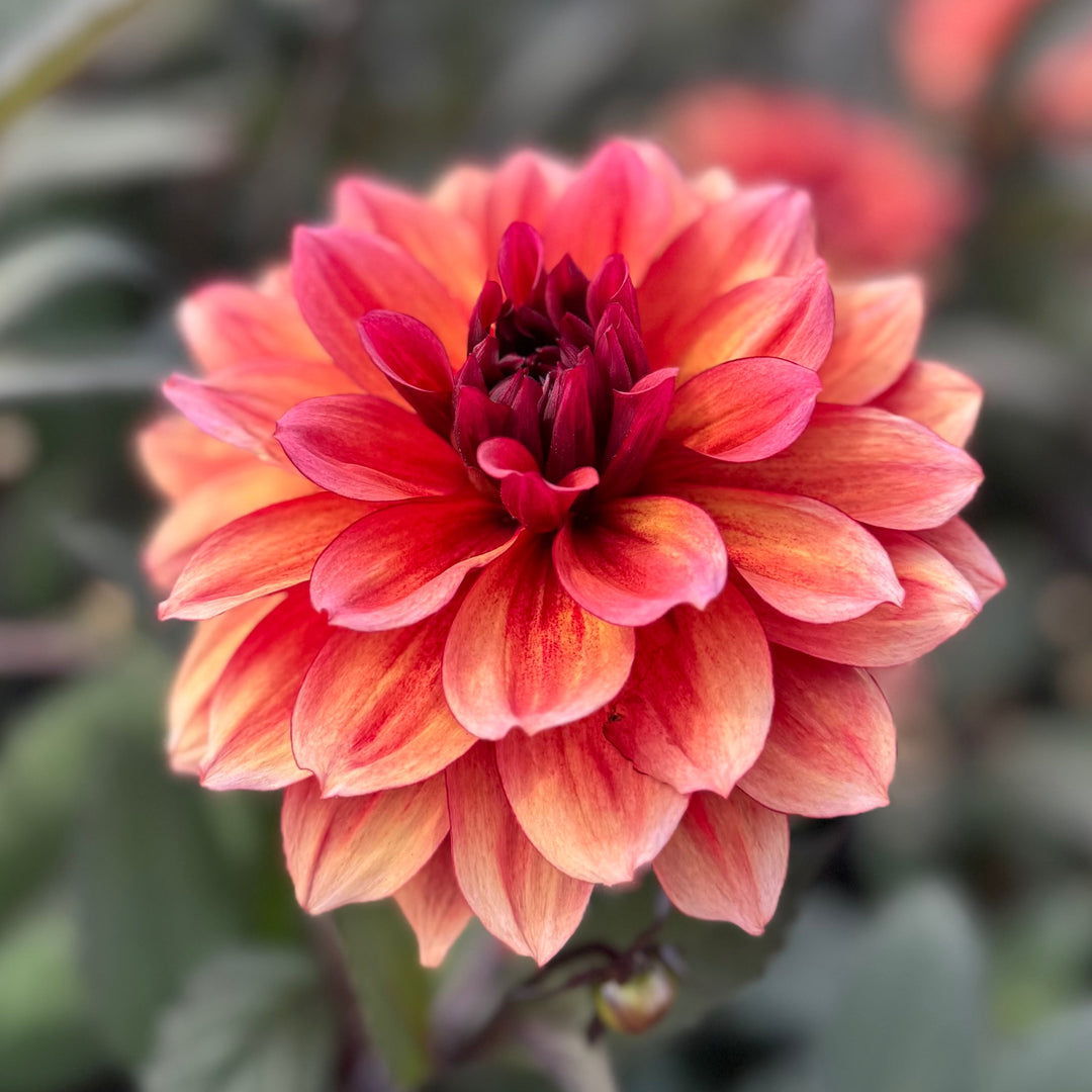 Dahlia Invitation