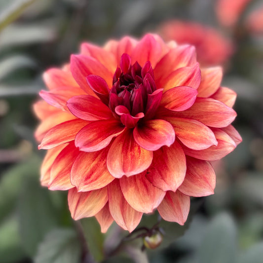 Dahlia Invitation