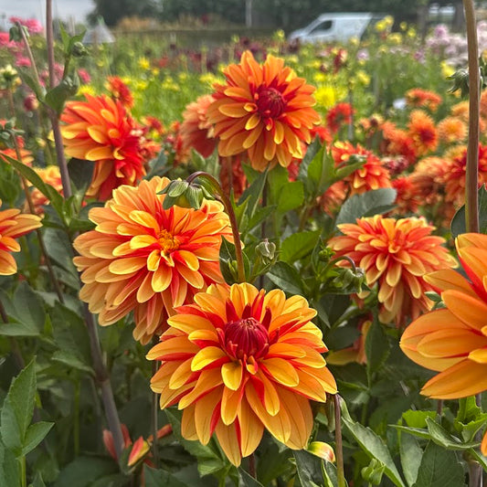Dahlia Japolu