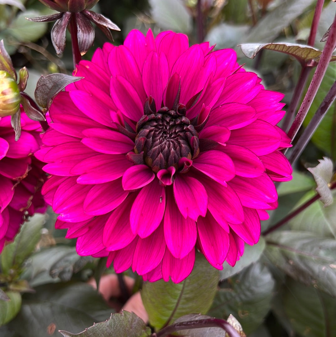 Dahlia Jennifer Mary Ellen
