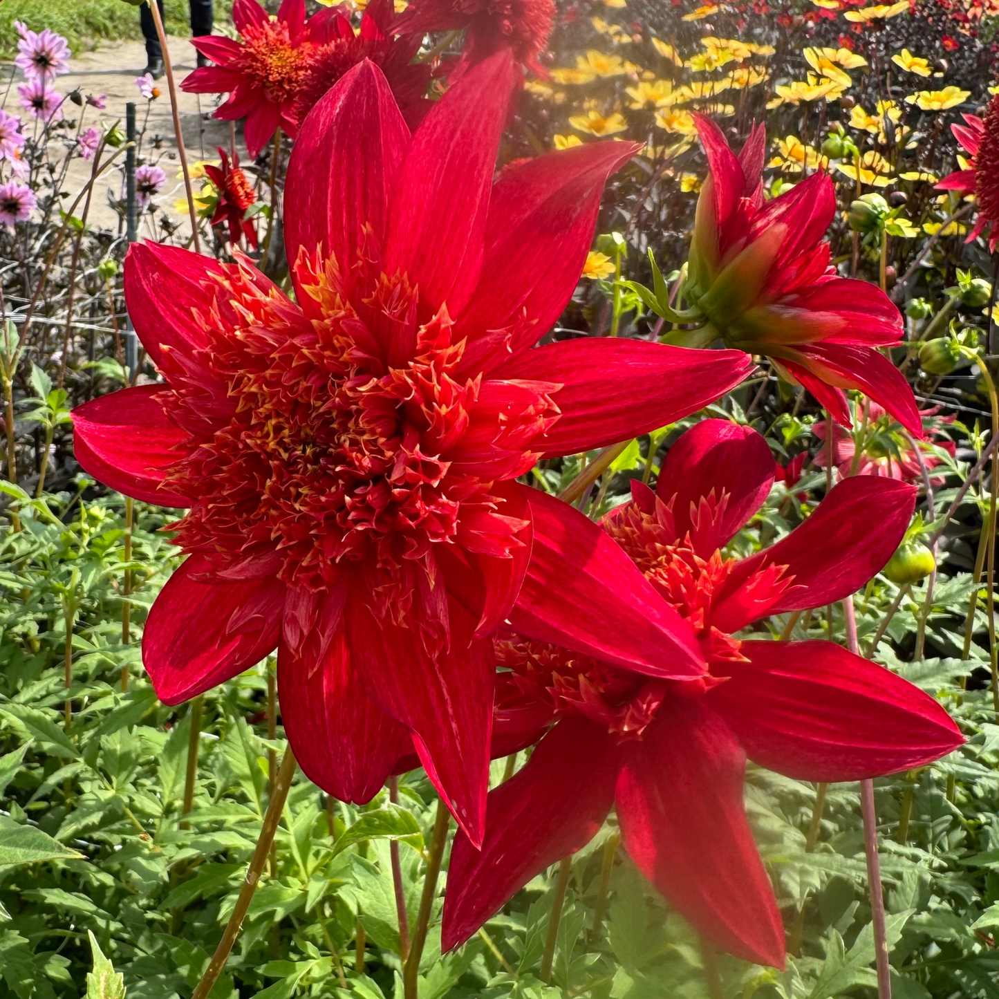 Dahlia Jive