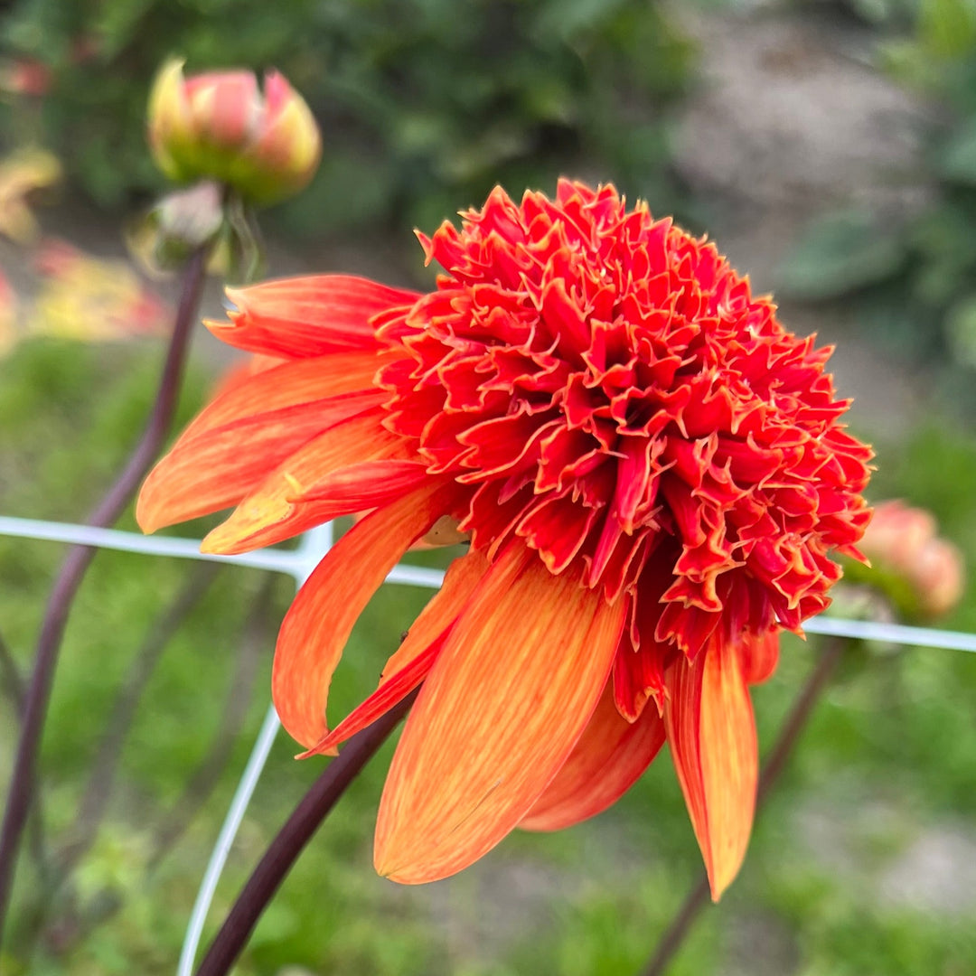 Dahlia Josie