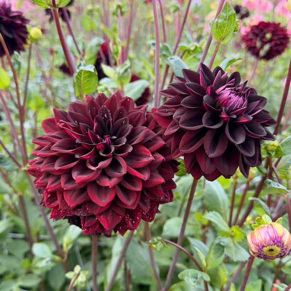 Dahlia Jowey Midnight Nyhet!