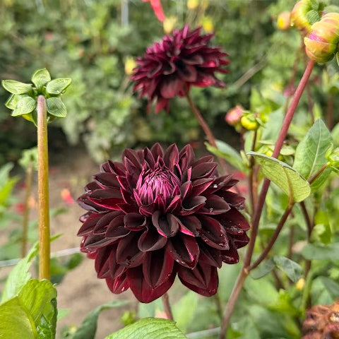 Dahlia Jowey Midnight Nyhet!