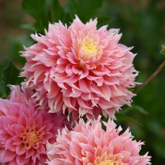 Dahlia Just Married