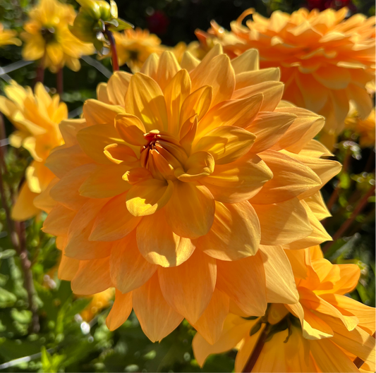 Dahlia Karma Gold