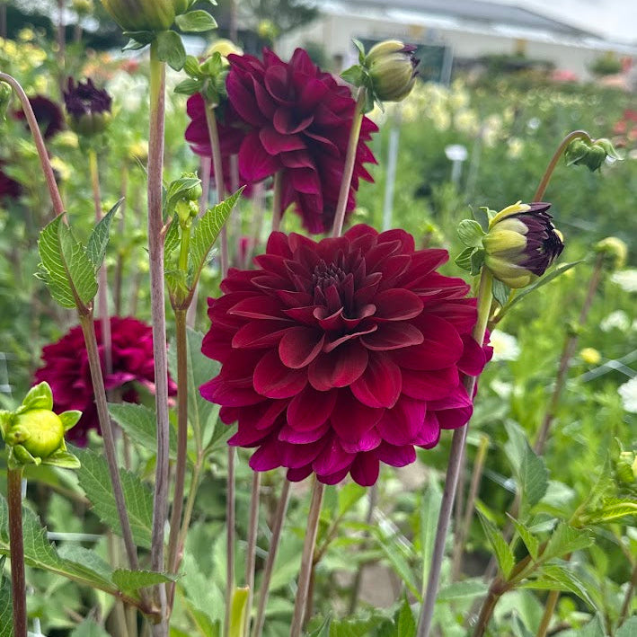 Dahlia Karma Naomi Nyhet!