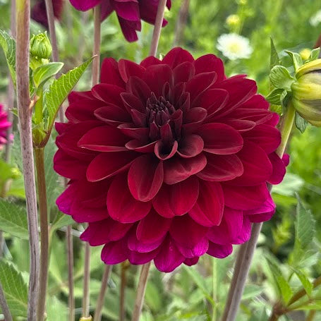 Dahlia Karma Naomi Nyhet!