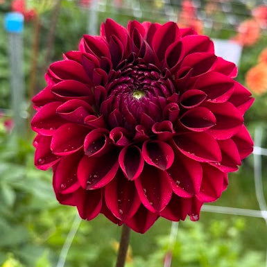 Dahlia Kingsblood