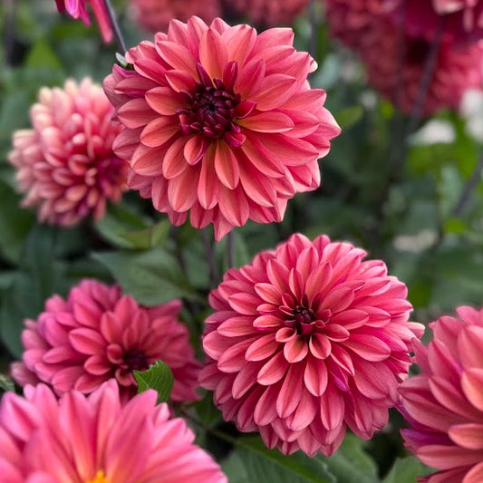 Dahlia Klara Zak
