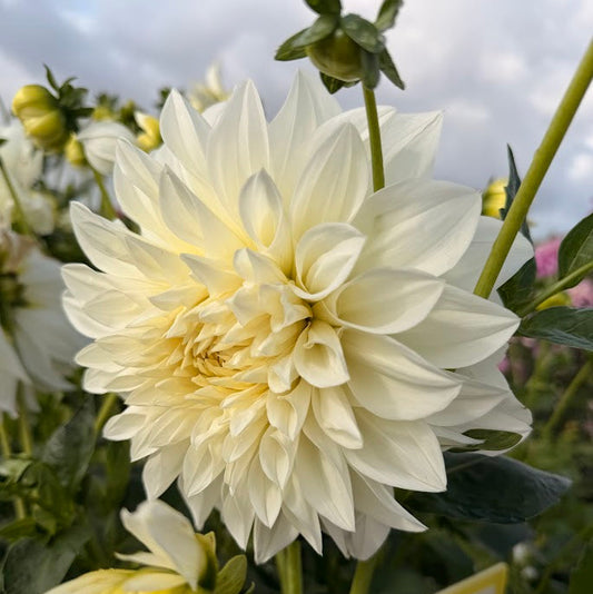 Dahlia Lady Liberty Nyhet!