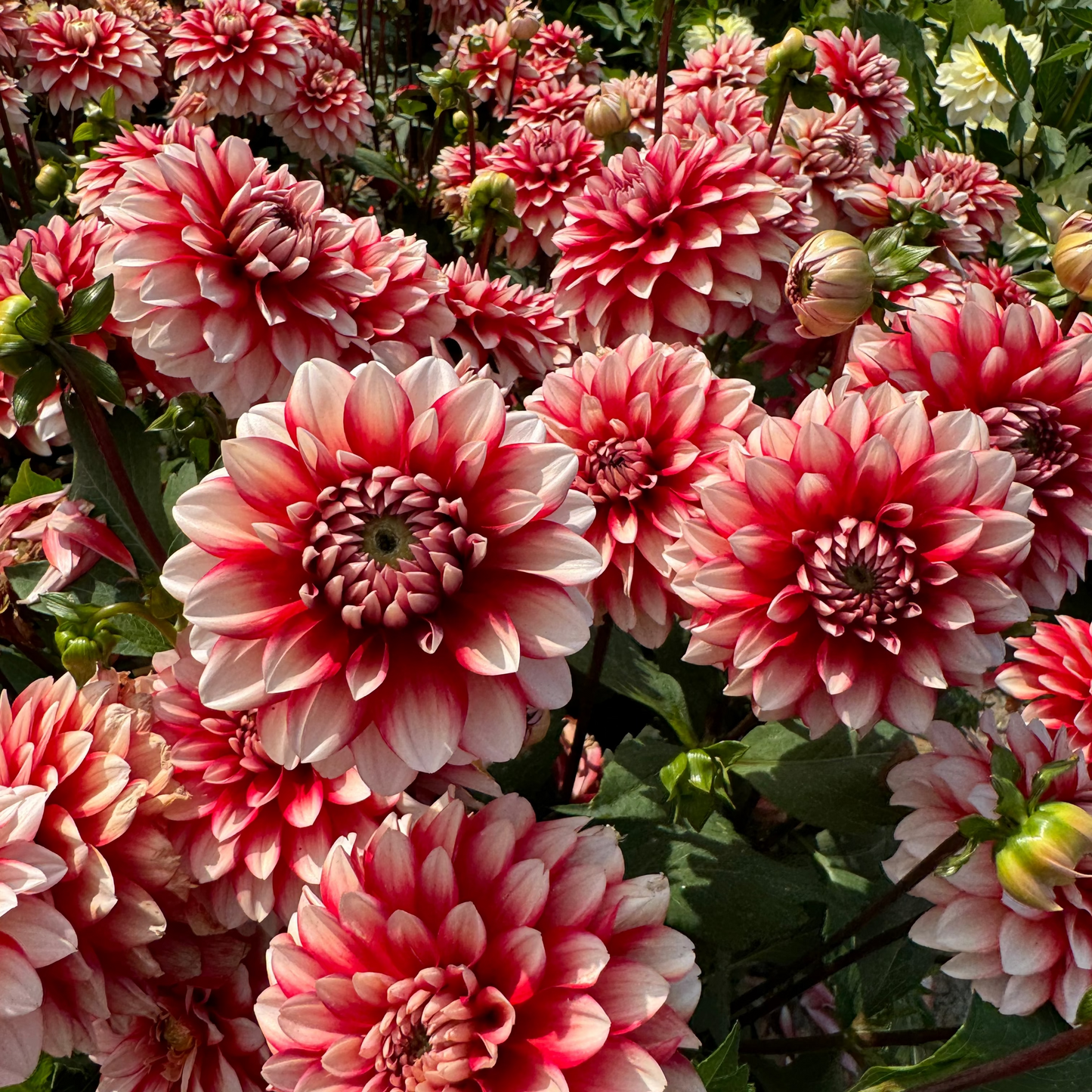 Dahlia Larrys Love