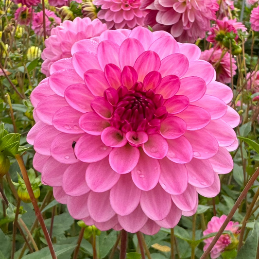 Dahlia Lenny's Dream